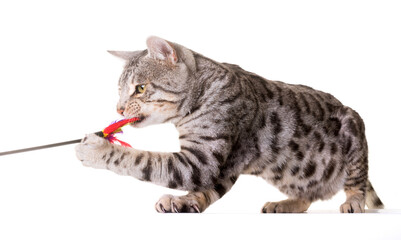 bengal cat in studio © cynoclub