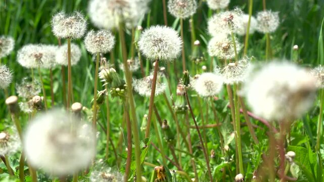 A Serene Field of Dandelions: A Close-up View of Fluffy Seed Heads Glowing Under the Sunlight in a Lush Green Landscape, Captured in Nature's Tranquility.