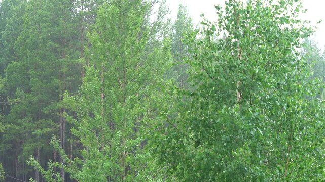 A Serene Rainy Day in the Forest: Lush Green Trees Drenched with Rainwater, Emphasizing the Tranquility and Beauty of Nature in a Refreshing Atmosphere