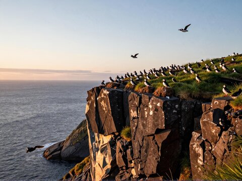 Puffin Colony At Ryten Cliff Midnight Sun Lofoten