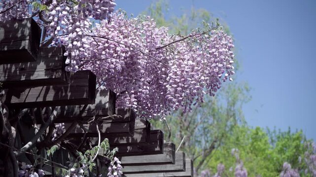 A wisteria branch extends from the wooden trellis, laden with blossoms; clusters of small purple flowers hang in the air, swaying gently in the breeze.