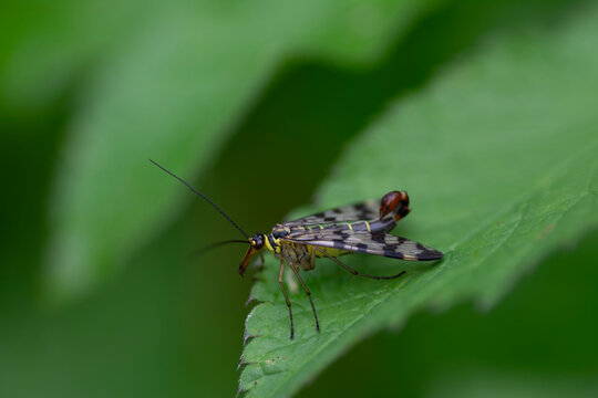 Scorpionfly resting on a green leaf