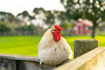 hen on a fence © Amanda
