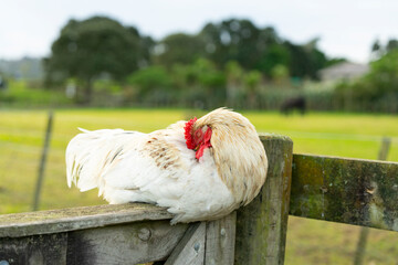hen on a fence © Amanda