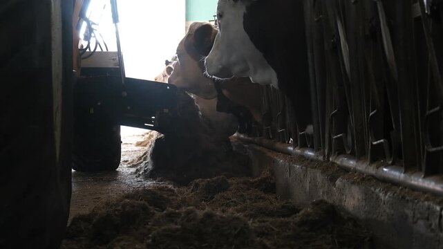 Low angle shot of a tractor distributing feed to cattle in a modern dairy farm barn.