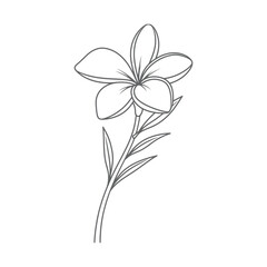Fototapeta premium Frangipani Flower Line Art Illustration