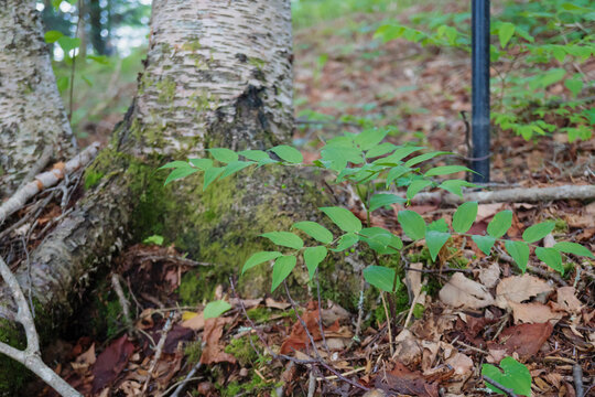 木の根元で実を付けたミヤマナルコユリ（Polygonatum lasianthum）【アマドコロ属】日本長野県の入笠山・6月
