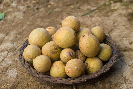Freshly harvested brown sapodilla fruits piled up in a rustic woven plate outdoors.