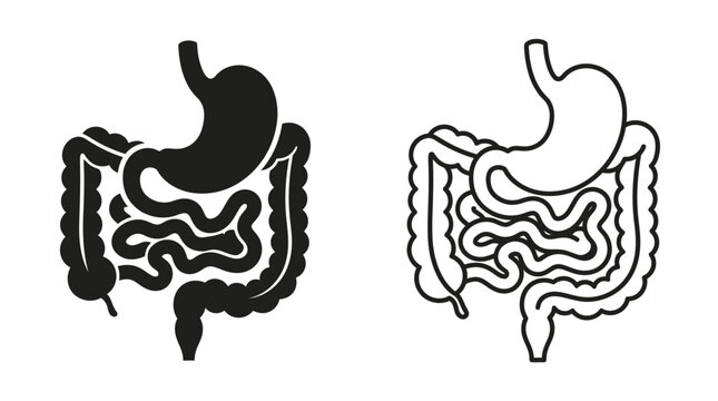Human digestive system illustration black and white line art style