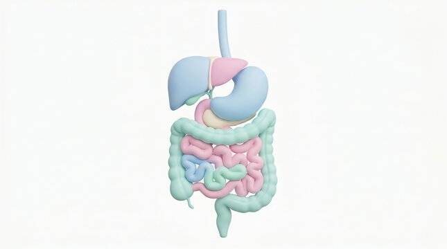 3D Human Digestive System Anatomy Illustration, Medical Healthcare and Gastroenterology Concept