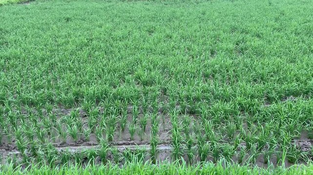  新緑の水田とあぜ道に茂る青々とした草