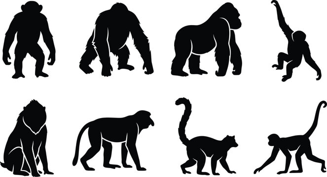 Silhouette illustration of diverse primates including chimpanzee, gorilla, orangutan, baboon, and lemur