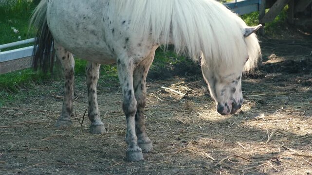 Small spotted pony searching for hay on the ground in an enclosure. White miniature horse with a fluffy mane walking on a farm on a sunny day.