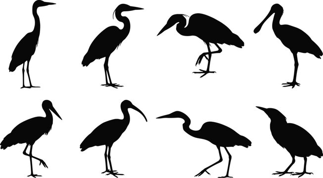 Silhouette illustration of wading birds including herons, egrets, ibises, and spoonbills in standing poses