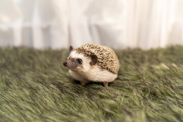 African pygmy hedgehog standing on green grass surface indoors. Pet animal portrait photography. Exotic mammal care and companion animal concept. Design for poster, banner, wallpaper, greeting card  © Yevheniia