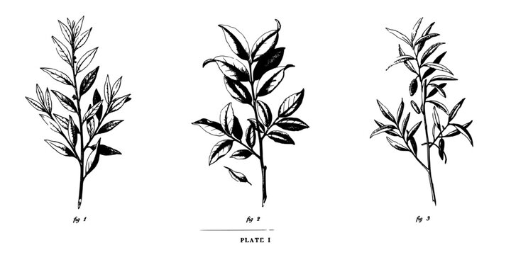 Plant Botanical Stem Illustration in Black Ink Sketch Style with Detailed Leaves, Three Distinct Vertical Specimens on White Background