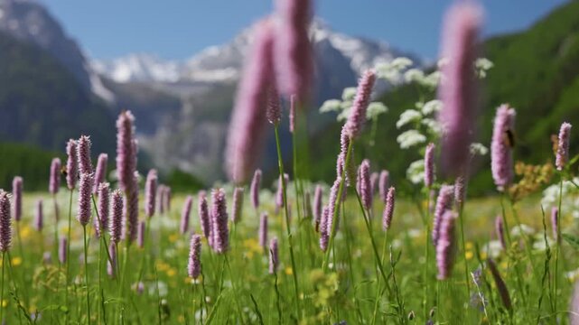 Pink bistorta flowers bloom on vibrant alpine meadow. Wild pink flowers near St. Moritz in Switzerland. Majestic snow-covered mountains at background