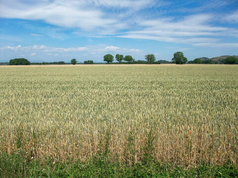 Golden Wheat Field Under Blue Sky