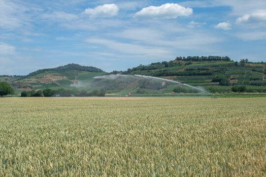 Irrigated Wheat Field
