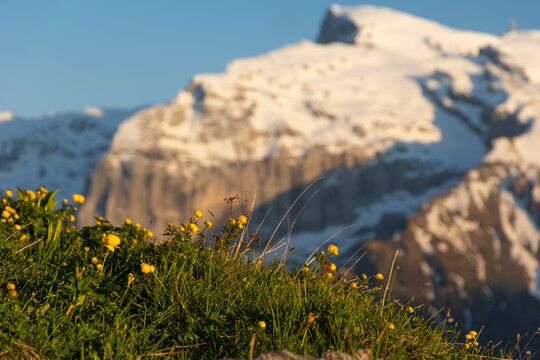 Fr&uuml;hling am Titlis, Zentralschweiz