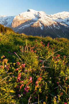 Fr&uuml;hling am Titlis, Zentralschweiz