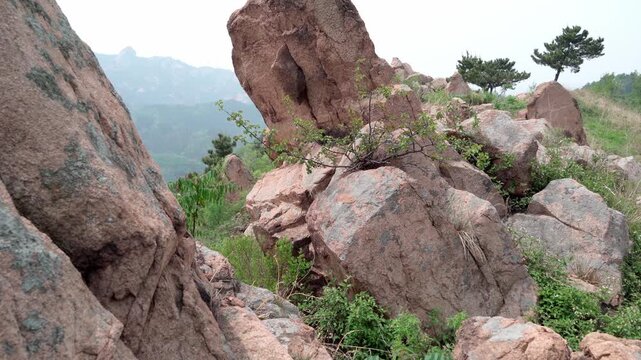 There is a small crack in the sloping rock; a shrub has taken root there, its branches spreading out to both sides.