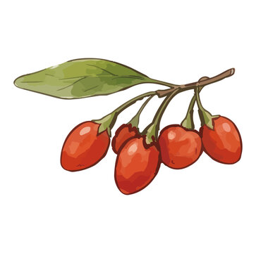 Item-style fresh goji berry illustration, elegant glossy red wolfberry fruits with juicy water drops for organic superfood branding ／ シズル感のあるゴジベリー（クコの実）のイラスト