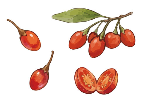 Item-style fresh goji berry illustration, elegant glossy red wolfberry fruits with juicy water drops for organic superfood branding ／ シズル感のあるゴジベリー（クコの実）のイラスト