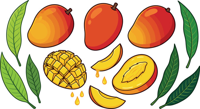 Fresh mango fruit vector illustration set with whole ripe mangoes half cut slice cubes juice drops and green leaves isolated on white background