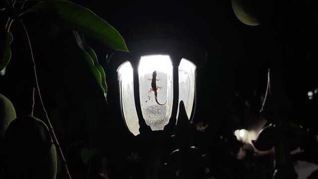 A gecko clings to a lampshade to catch moths.