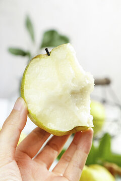 Fresh Shanxi Chinese Pear Held in Hand - Xixian Yulu Variety