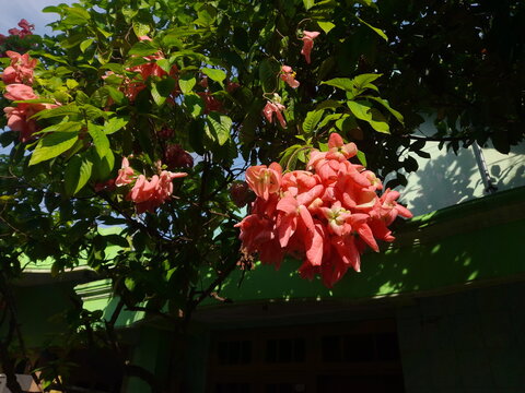 The red Mussaenda flowers are blooming profusely