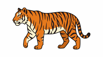 Fototapeta premium A tiger walking to the left with orange and black stripes