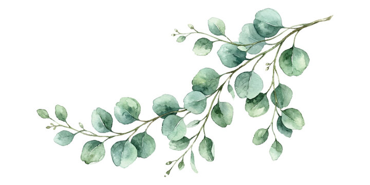 Beautiful watercolor eucalyptus branch with green leaves and delicate artistic brush strokes