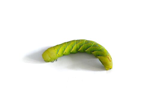 Tobacco hornworm isolated on white - Mauritius insects