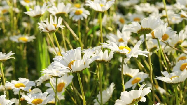 White oxeye daisy flowers moving in a light breeze with soft golden sunlight in the background High quality 4k footage