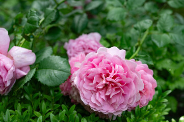 Obraz premium pink roses in a garden on leafs background