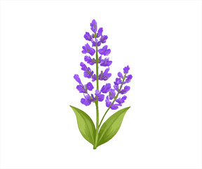 Obraz premium Lavender Flower Isolated on White