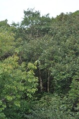 Fototapeta premium The fruit of Symplocos prunifolia develops into an oblong shape and turns black during autumn in Korea. This drupe berry structure serves as a crucial resource for reproductive biology and taxonomy st