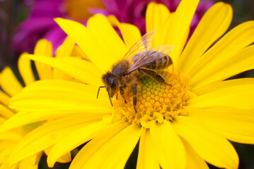 Honey bee collecting pollen and nectar on a bright yellow flower. Close-up macro view of a pollinator insect feeding in a colorful garden environment. © Serhii