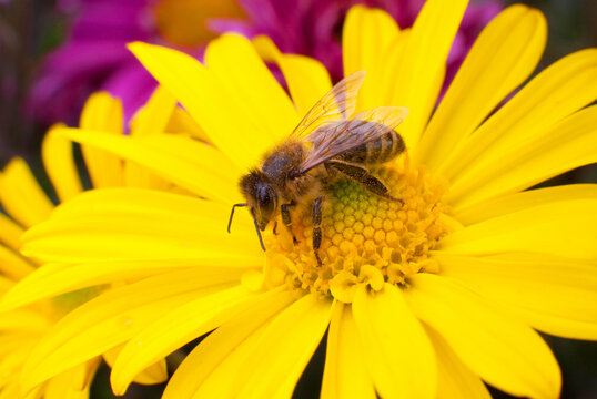 Honey bee collecting pollen and nectar on a bright yellow flower. Close-up macro view of a pollinator insect feeding in a colorful garden environment.