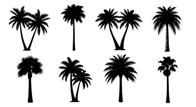 Collection of black palm tree silhouettes, tropical coconut tree illustration, vector EPS graphics