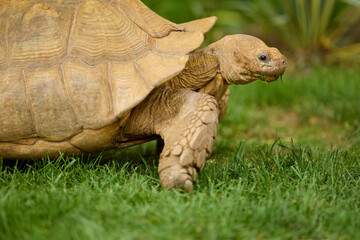 Obraz premium Pet African Spurred Tortoise (Centrochelys sulcata) grazing on green grass in an outdoor backyard enclosure
