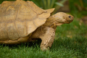 Obraz premium Pet African Spurred Tortoise (Centrochelys sulcata) grazing on green grass in an outdoor backyard enclosure