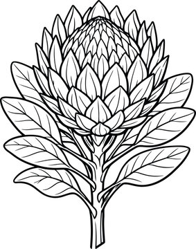 Protea Flower Coloring Page Vector Illustration &ndash; Exotic Botanical Line Art, Black and White Floral Outline with Leaves, Printable Coloring Book Design