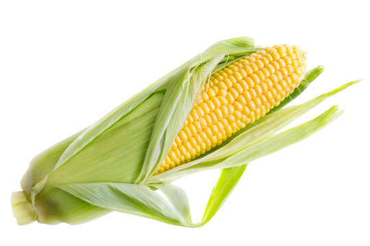 corn on the cob | Fresh raw ear of sweet corn with green husks