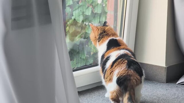 An anxious cat watches movements in the yard of a house through a window