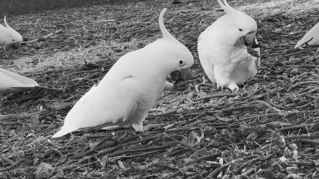 black and white, close up of sulphur crested cockatoo birds eating seeds from norfolk island pine tree in Sydney, Australia