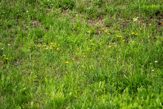 A dense field of green lawn grass dotted with bright yellow hawkweed flowers representing biodiversity, botany, and summer ecosystems
