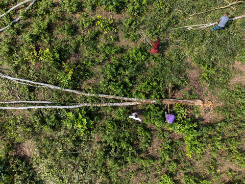 Sherpur, Bangladesh - 08 November 2025: Aerial view of workers clearing felled trees in a lush green field surrounded by dense vegetation.